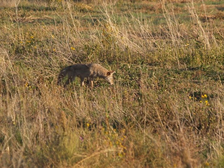 best scope for coyote hunting best scope for coyote hunting