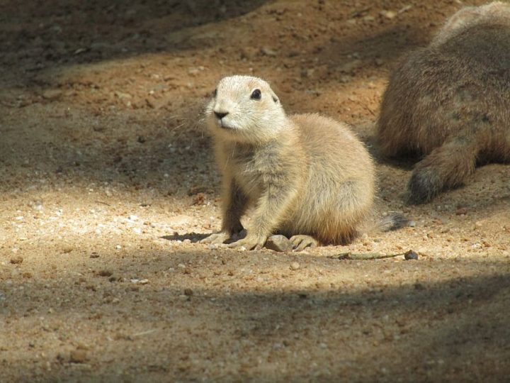 prairie dog young prairie dog young