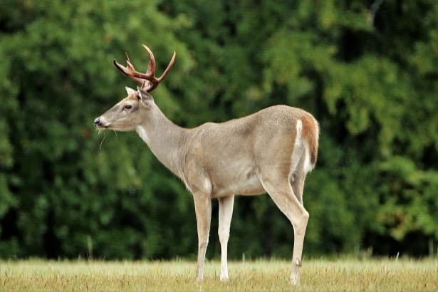 white tail deer white tail deer