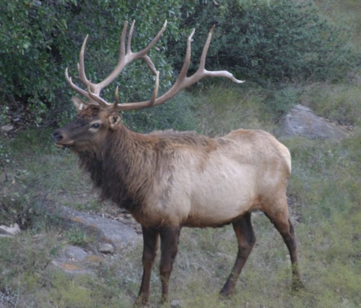 best muzzleloading scope best muzzleloading scope
