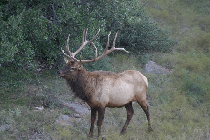deer deer