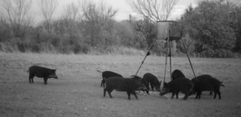 Montague County, TX Feral hogs on our family ranch Montague County, TX Feral hogs on our family ranch