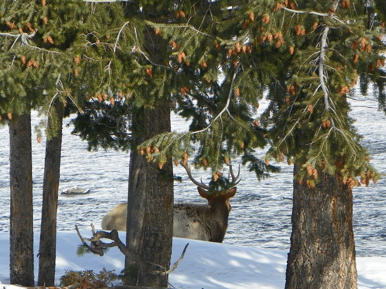 Yellowstone huge elk 1 Yellowstone huge elk 1