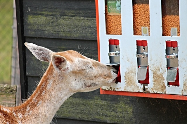 Deer Feeders