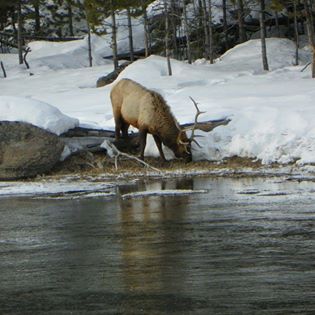 yellowsotne huge elk 2 yellowsotne huge elk 2