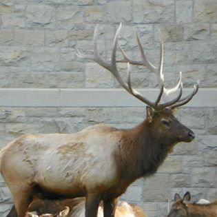 yellowstone huge elk 3 yellowstone huge elk 3